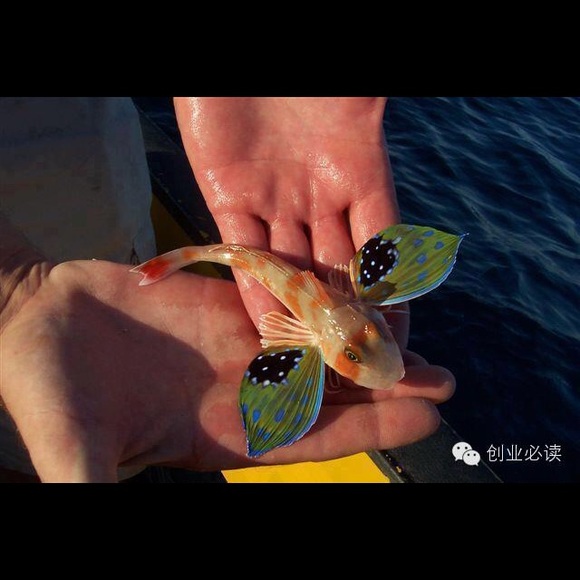 😍Bundle up your likes 😍 - Picture 14 of 16